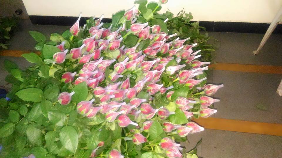 गुलाब लागवड