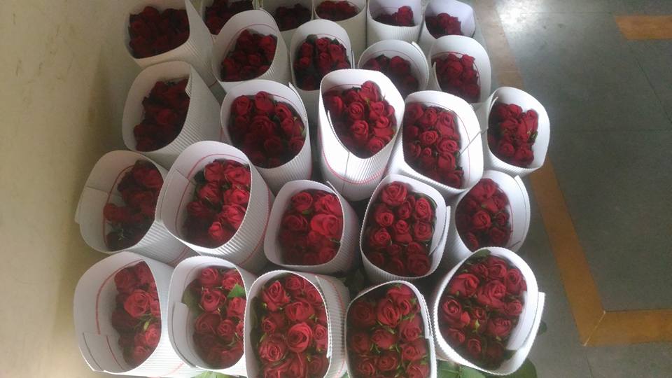 गुलाब लागवड